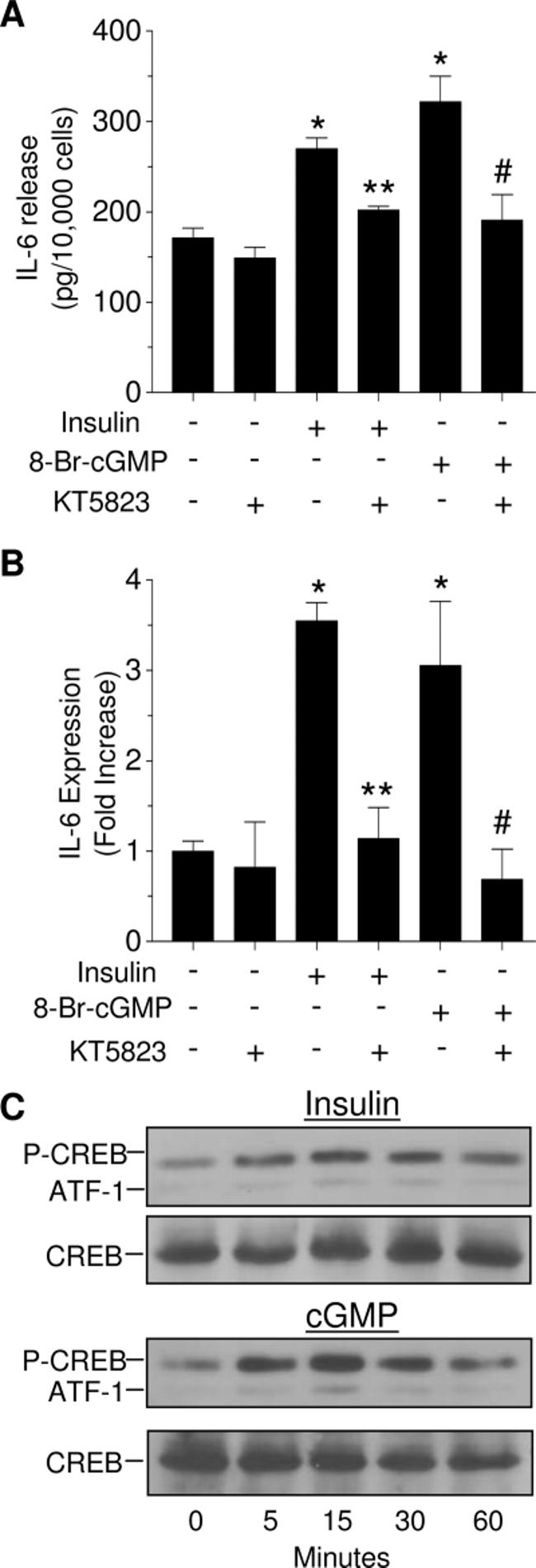 IL-6 Antibody in ELISA (ELISA)