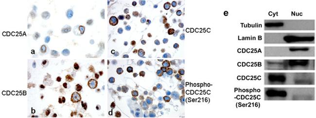 Cdc25A Antibody in Immunohistochemistry (IHC)