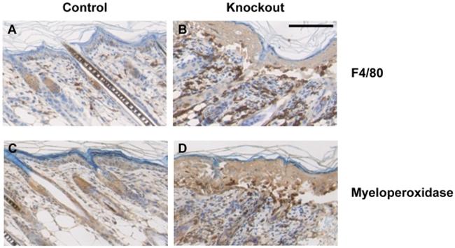 F4/80 Antibody in Immunohistochemistry (IHC)