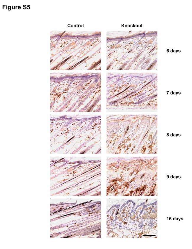 F4/80 Antibody in Immunohistochemistry (IHC)