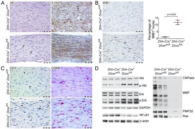 CD3e Antibody in Immunohistochemistry (Paraffin) (IHC (P))