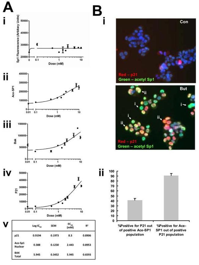 p21 Antibody in Immunocytochemistry (ICC/IF)