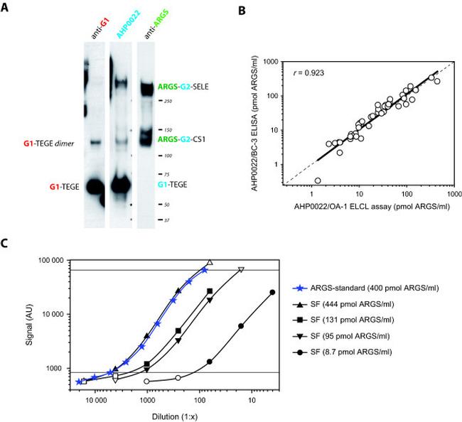 Aggrecan Antibody in Western Blot, ELISA (WB, ELISA)