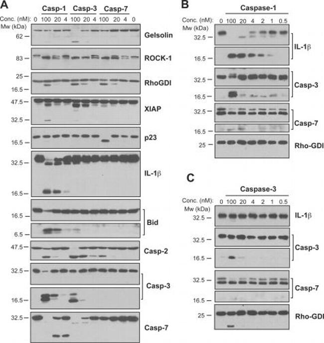 p23 Antibody in Western Blot (WB)