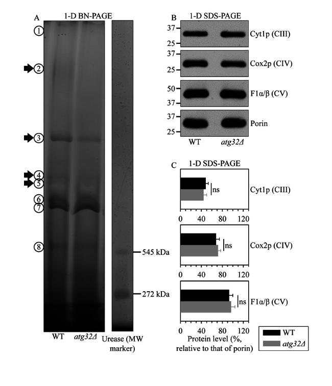 Porin Antibody in Western Blot (WB)