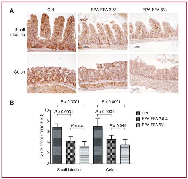 COX2 Antibody in Immunohistochemistry (IHC)