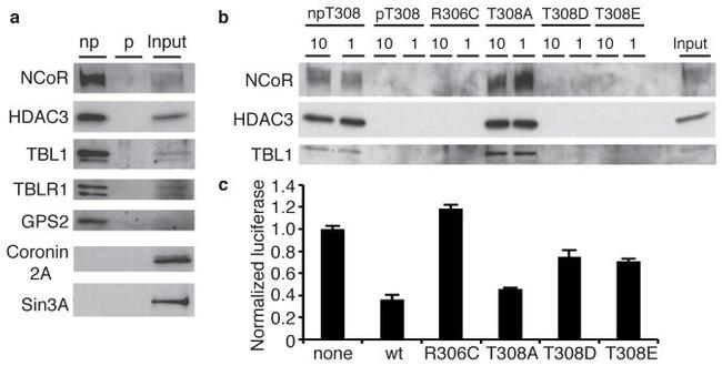 NCoR1 Antibody in Western Blot (WB)