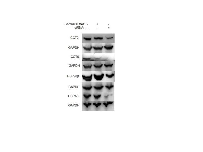 HSC70 Antibody in Western Blot (WB)