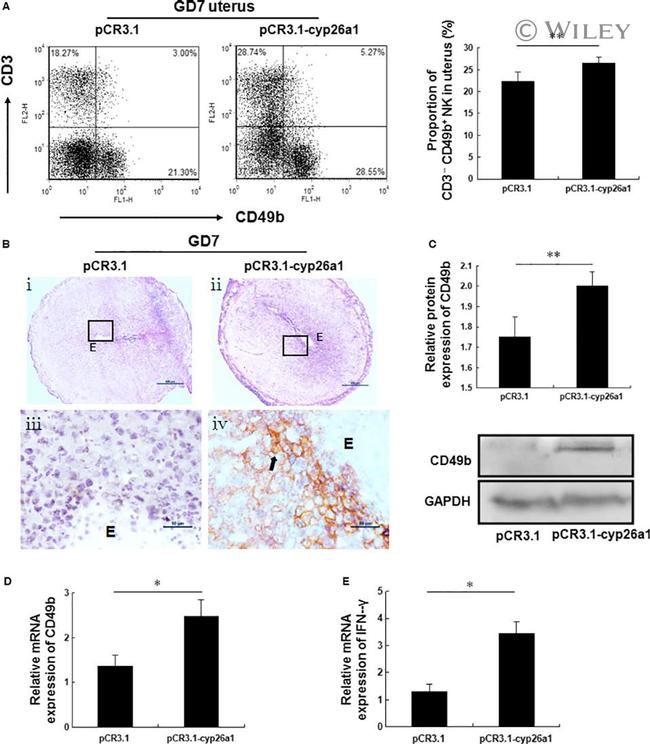 CD49b (Integrin alpha 2) Antibody in Flow Cytometry (Flow)