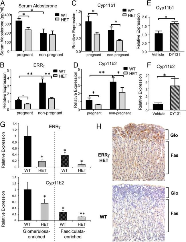 beta Galactosidase Antibody in Immunohistochemistry, Immunohistochemistry (Paraffin) (IHC, IHC (P))