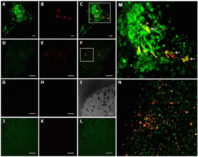 GFP Antibody in Immunohistochemistry, Immunohistochemistry (Frozen) (IHC, IHC (F))