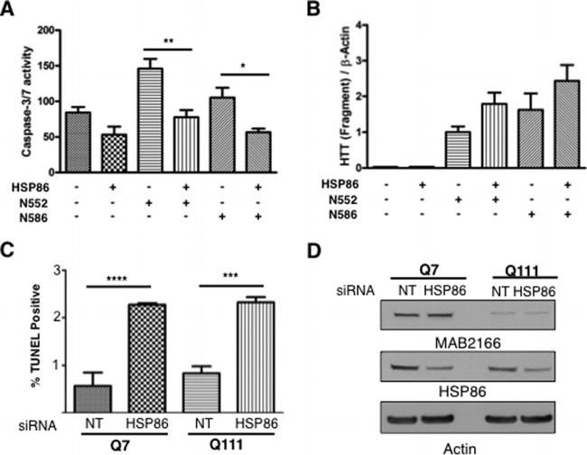 HSP90 alpha Antibody in Western Blot (WB)