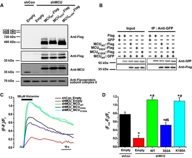 SDHA Antibody in Western Blot (WB)