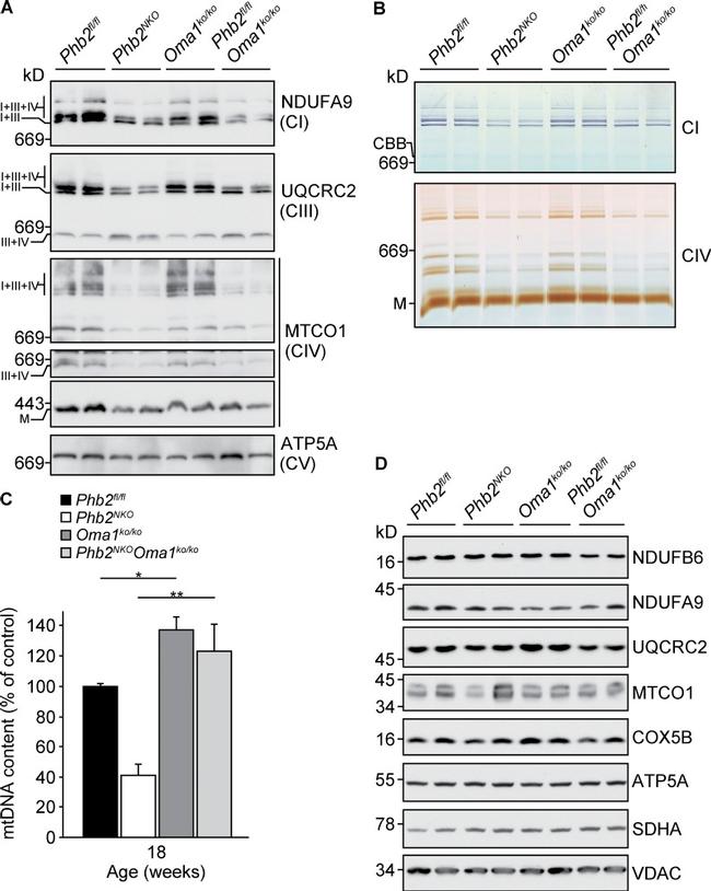 COX5B Antibody in Western Blot (WB)