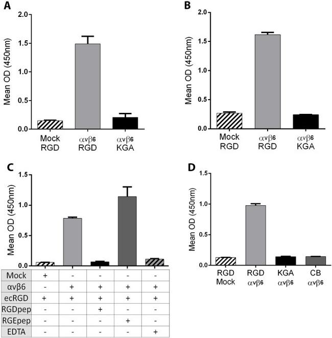 DYKDDDDK Tag Antibody in ELISA (ELISA)