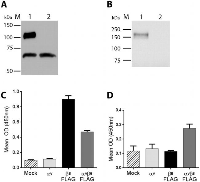 DYKDDDDK Tag Antibody in Western Blot, ELISA (WB, ELISA)