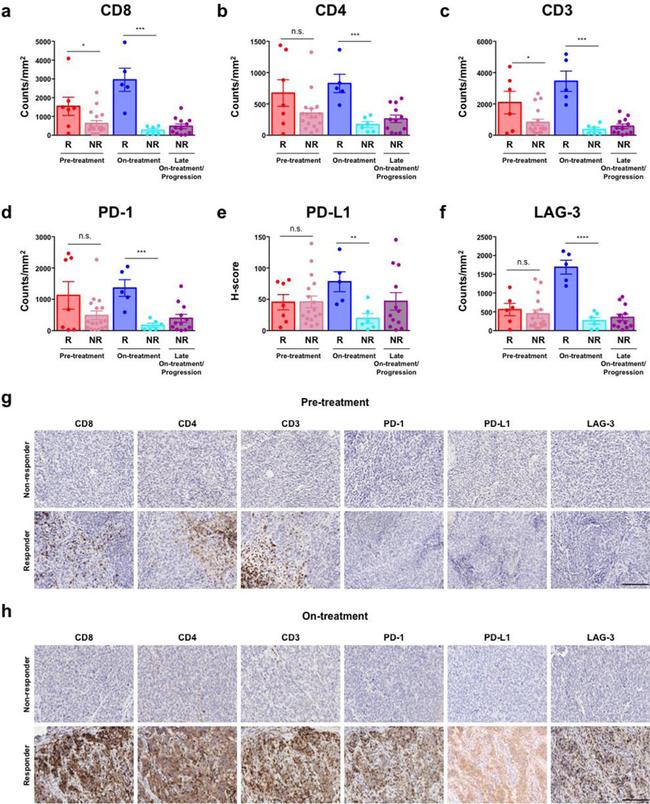 CD8 alpha Antibody in Immunohistochemistry, Immunohistochemistry (Paraffin) (IHC, IHC (P))