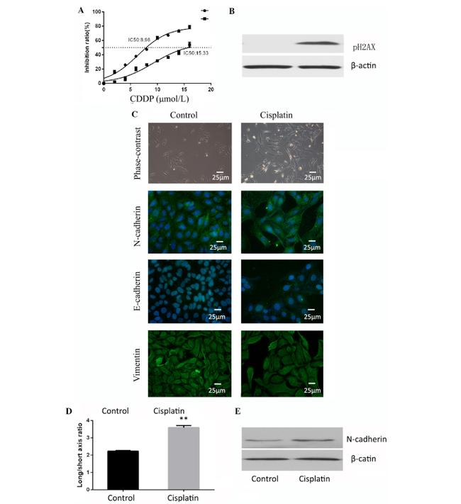 N-cadherin Antibody