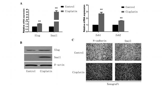 N-cadherin Antibody in Immunohistochemistry (IHC)