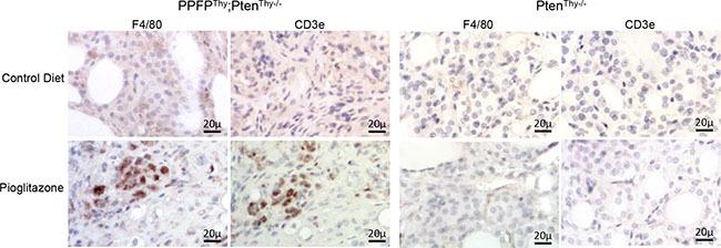 CD3e Antibody in Immunohistochemistry (Paraffin) (IHC (P))