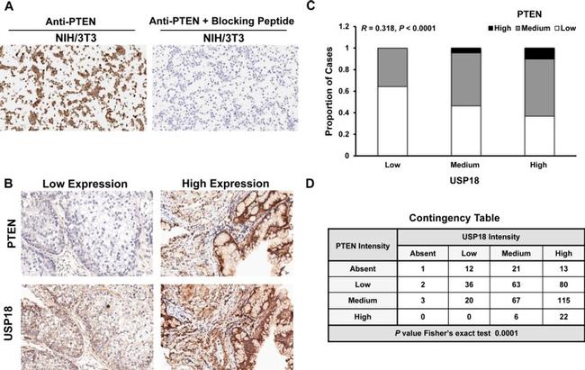 PTEN Antibody in Immunohistochemistry (IHC)