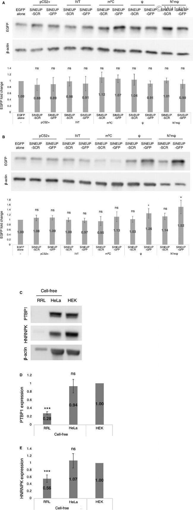 PTBP1 Antibody in Western Blot (WB)