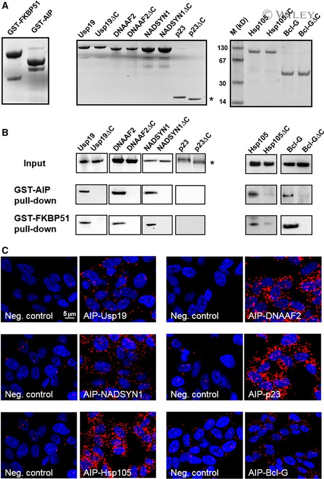 p23 Antibody in Proximity Ligation Assay (PLA) (PLA)