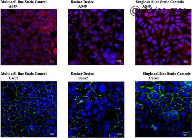 ZO-1 Antibody in Immunocytochemistry (ICC/IF)