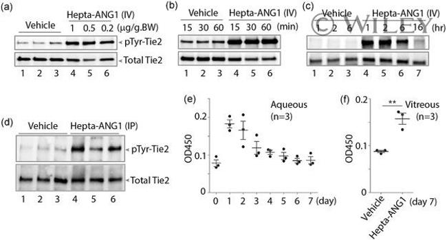 6x-His Tag Antibody in ELISA (ELISA)