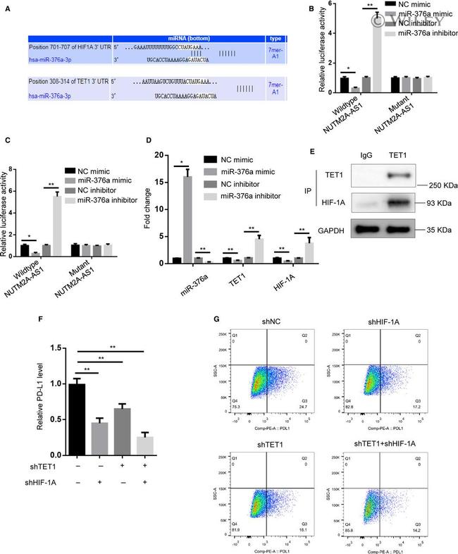 TET1 Antibody in Western Blot, Immunoprecipitation (WB, IP)