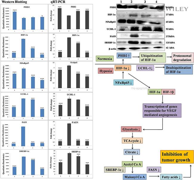 beta Actin Antibody in Western Blot (WB)