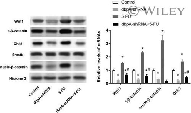 Chk1 Antibody in Western Blot (WB)