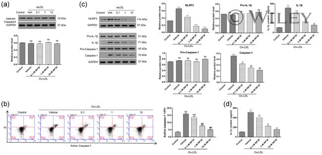 NLRP3 Antibody in Western Blot (WB)