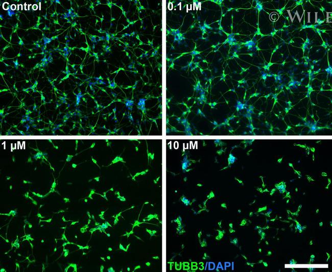 beta-3 Tubulin Antibody in Immunocytochemistry (ICC/IF)