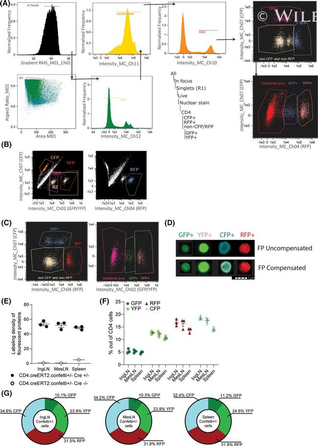 CD4 Antibody in Flow Cytometry (Flow)