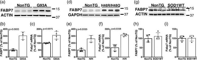 FABP7 Antibody in Western Blot (WB)