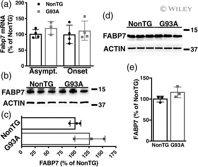 FABP7 Antibody in Western Blot (WB)