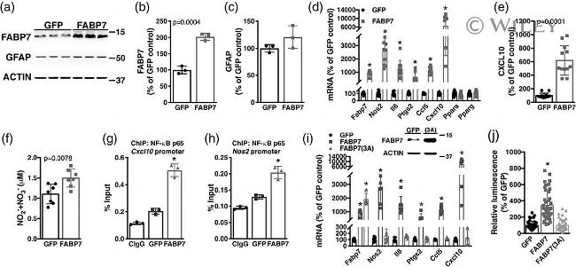 FABP7 Antibody in ChIP Assay (ChIP)