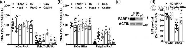 FABP7 Antibody in Western Blot (WB)