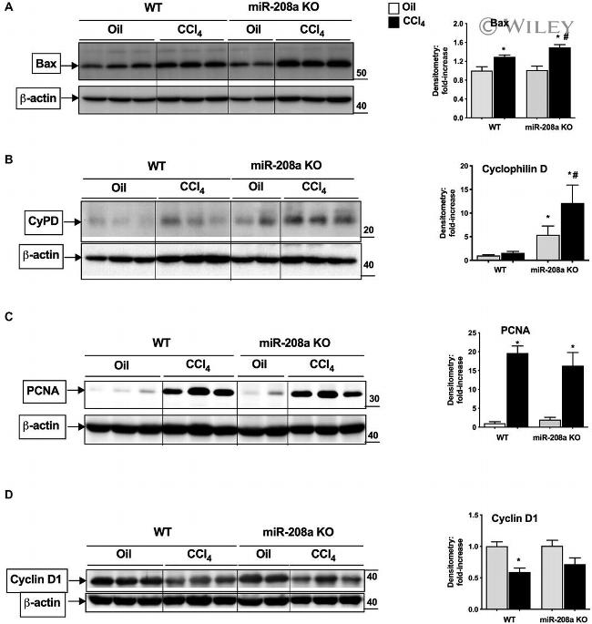 Cyclophilin F Antibody in Western Blot (WB)