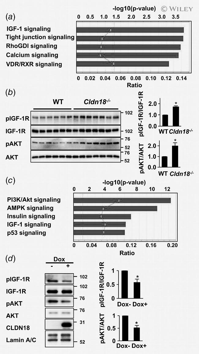 Claudin 18 Antibody in Western Blot (WB)