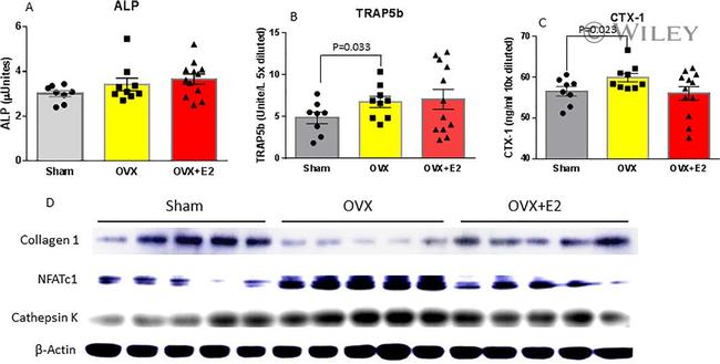 Collagen I Antibody in Western Blot (WB)