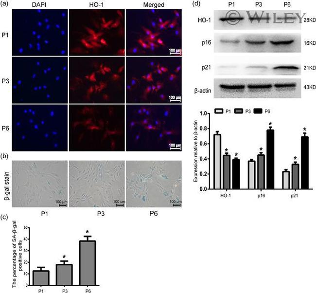 HMOX1 Antibody in Western Blot, Immunocytochemistry (WB, ICC/IF)