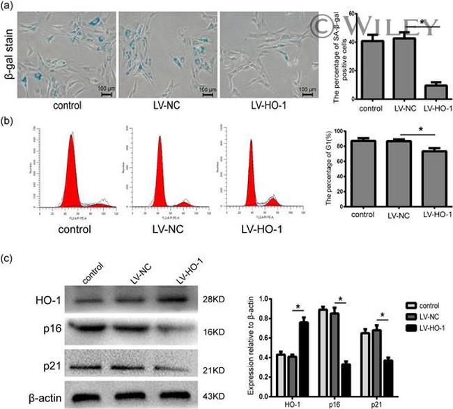 HMOX1 Antibody in Western Blot (WB)