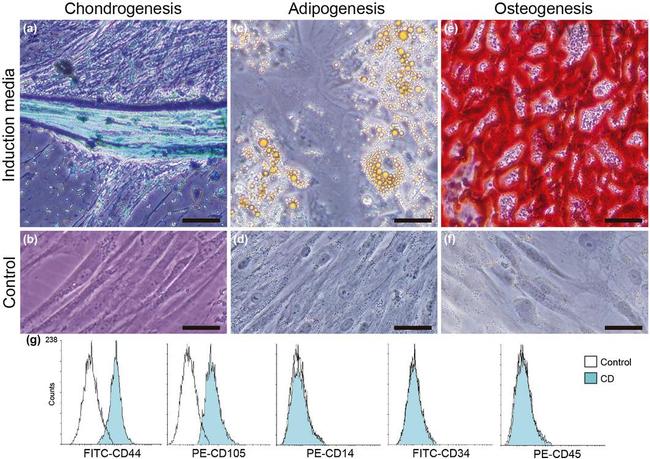 CD14 Antibody in Flow Cytometry (Flow)