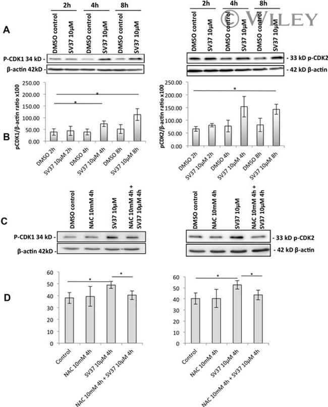 Phospho-CDK1 (Thr14, Tyr15) Antibody in Western Blot (WB)