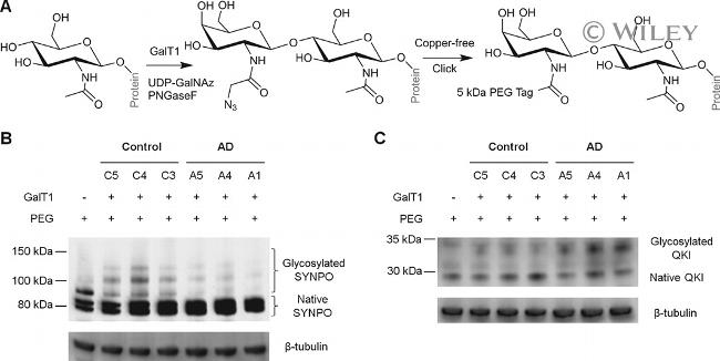 SYNPO Antibody in Western Blot (WB)