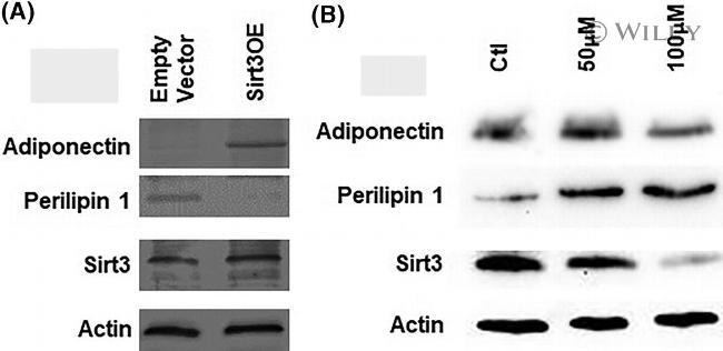 Adiponectin Antibody in Western Blot (WB)