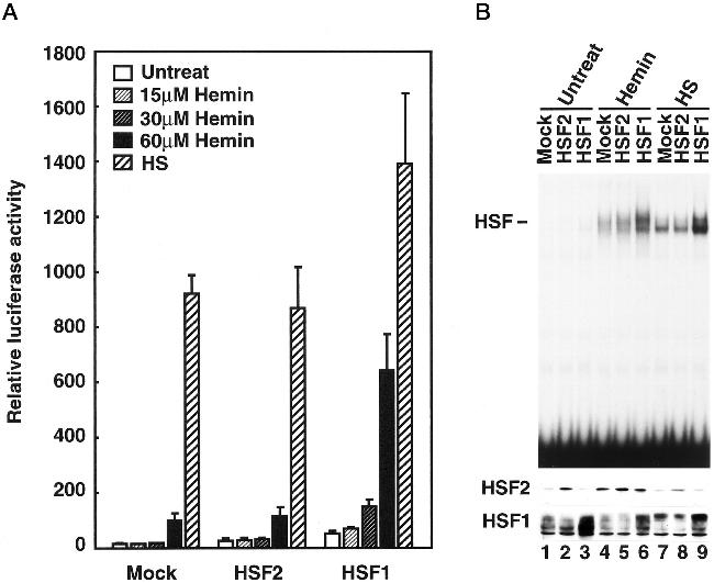 HSF1 Antibody in Western Blot (WB)