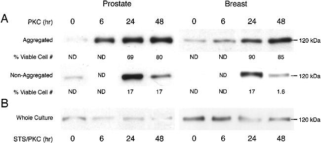 E-cadherin Antibody in Neutralization (Neu)